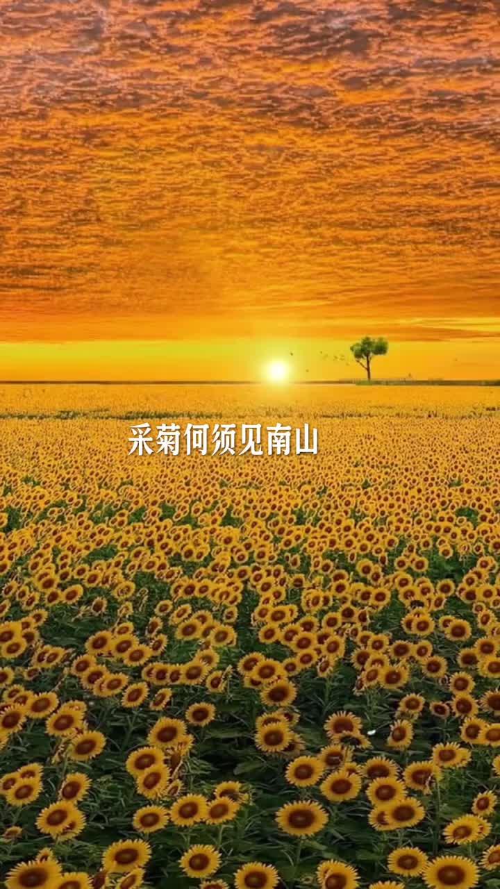 母亲的桃花源菊花-第1张图片