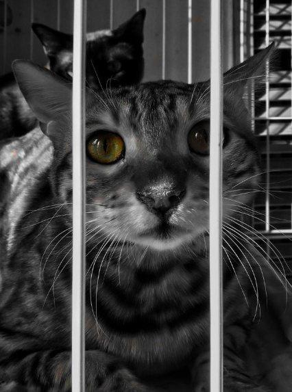 新版猫咪APP新版猫咪，宠爱与科技的完美融合