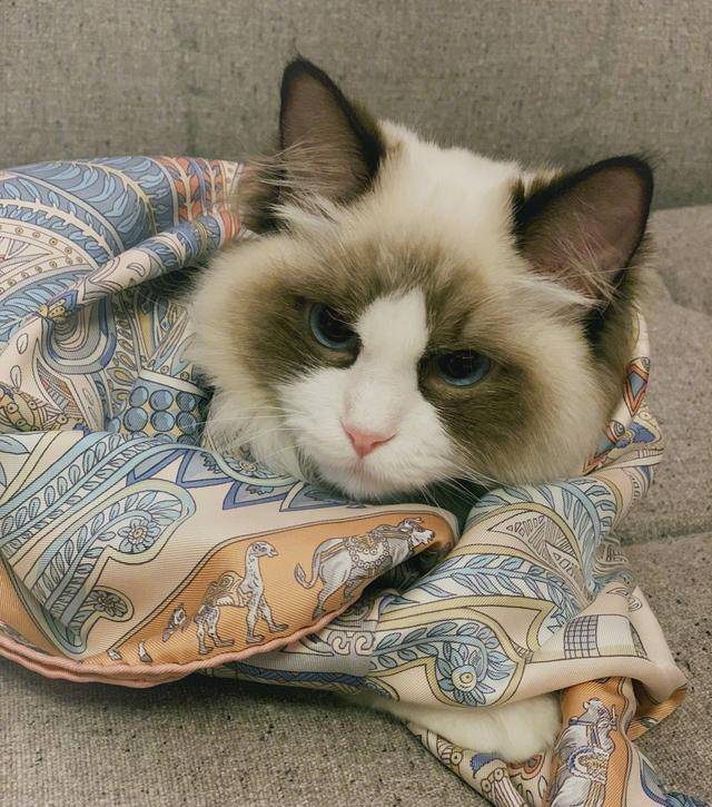 新版猫咪APP新版猫咪，宠爱与科技的完美融合-第3张图片