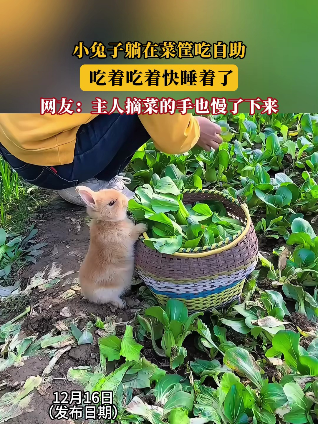 男朋友想吃我的小兔子什么意思男朋友想吃我的小兔子