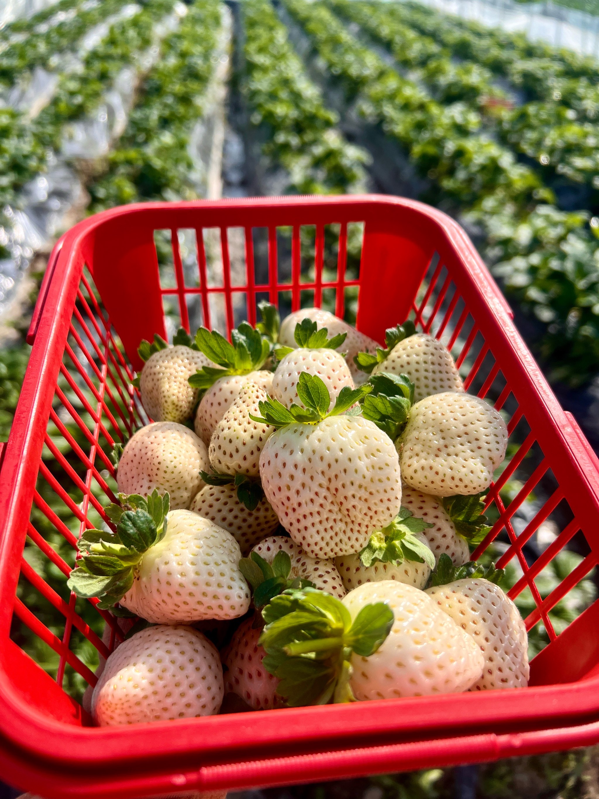草莓视频ios装无限看ios草莓视频iOS无限看丝瓜IOS视频网站下载-第3张图片