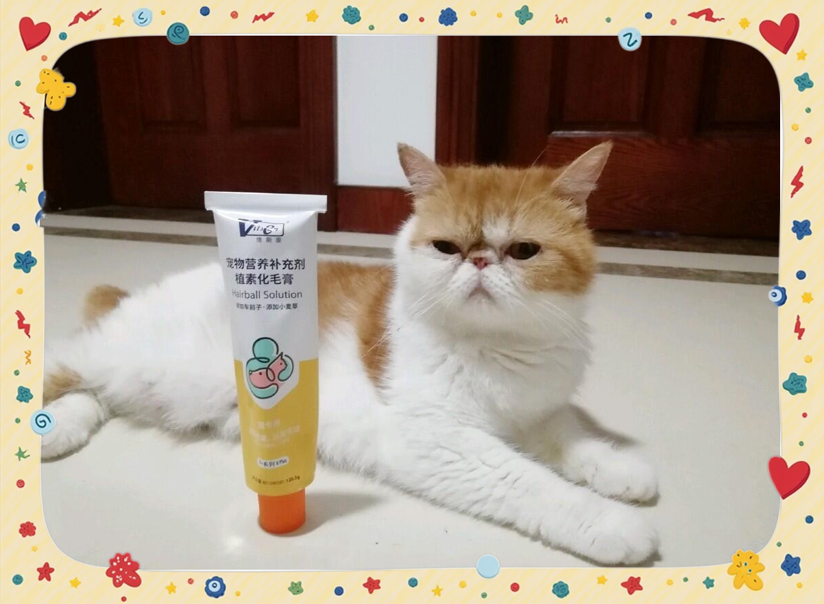 种子猫种子猫，宠物的未来与选择-第3张图片