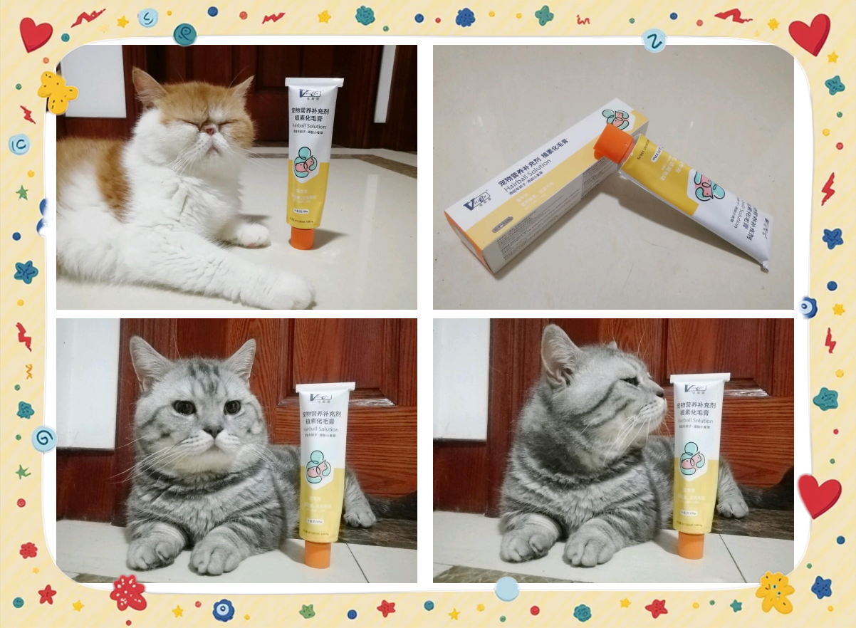 种子猫种子猫，宠物的未来与选择-第2张图片