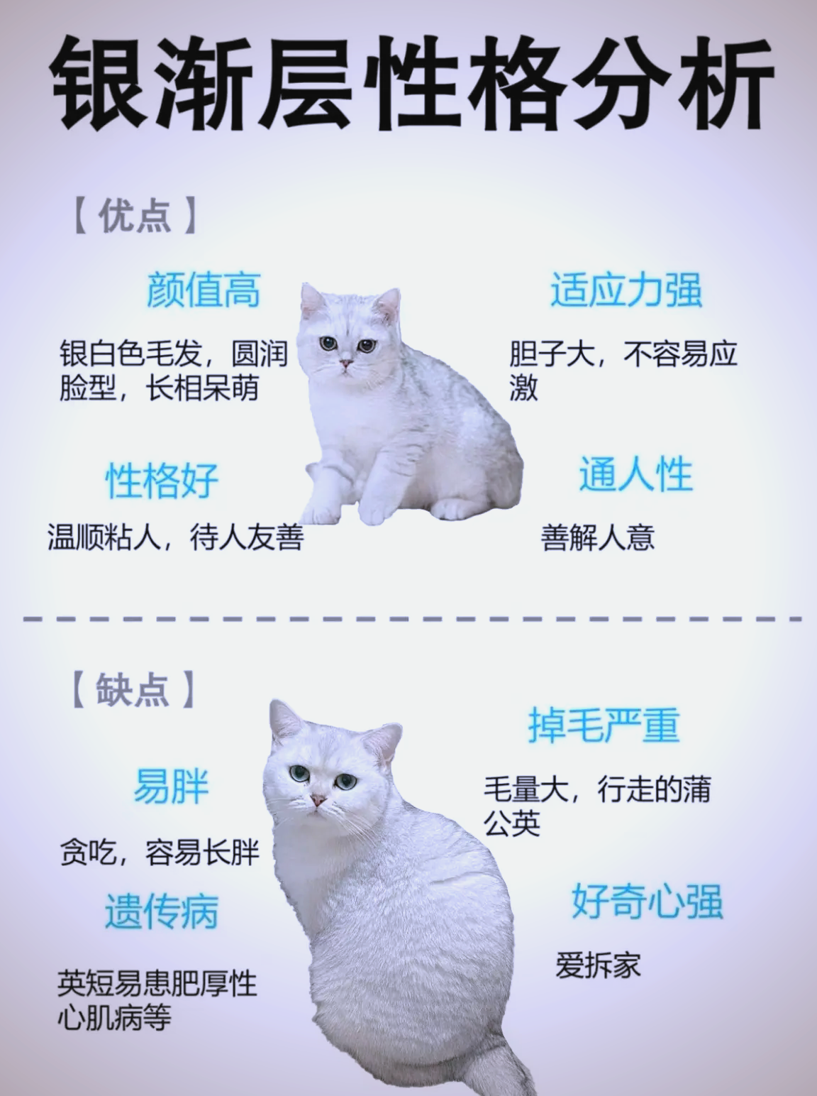 种子猫种子猫，宠物的未来与选择-第1张图片