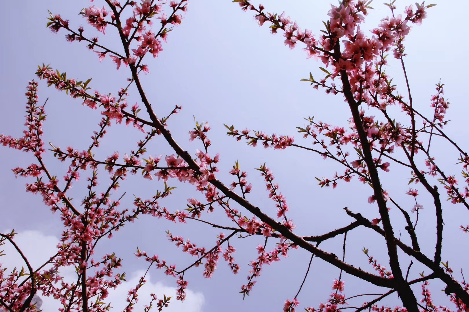 桃花族论坛 huazu，探索网络交流的新天地-第1张图片