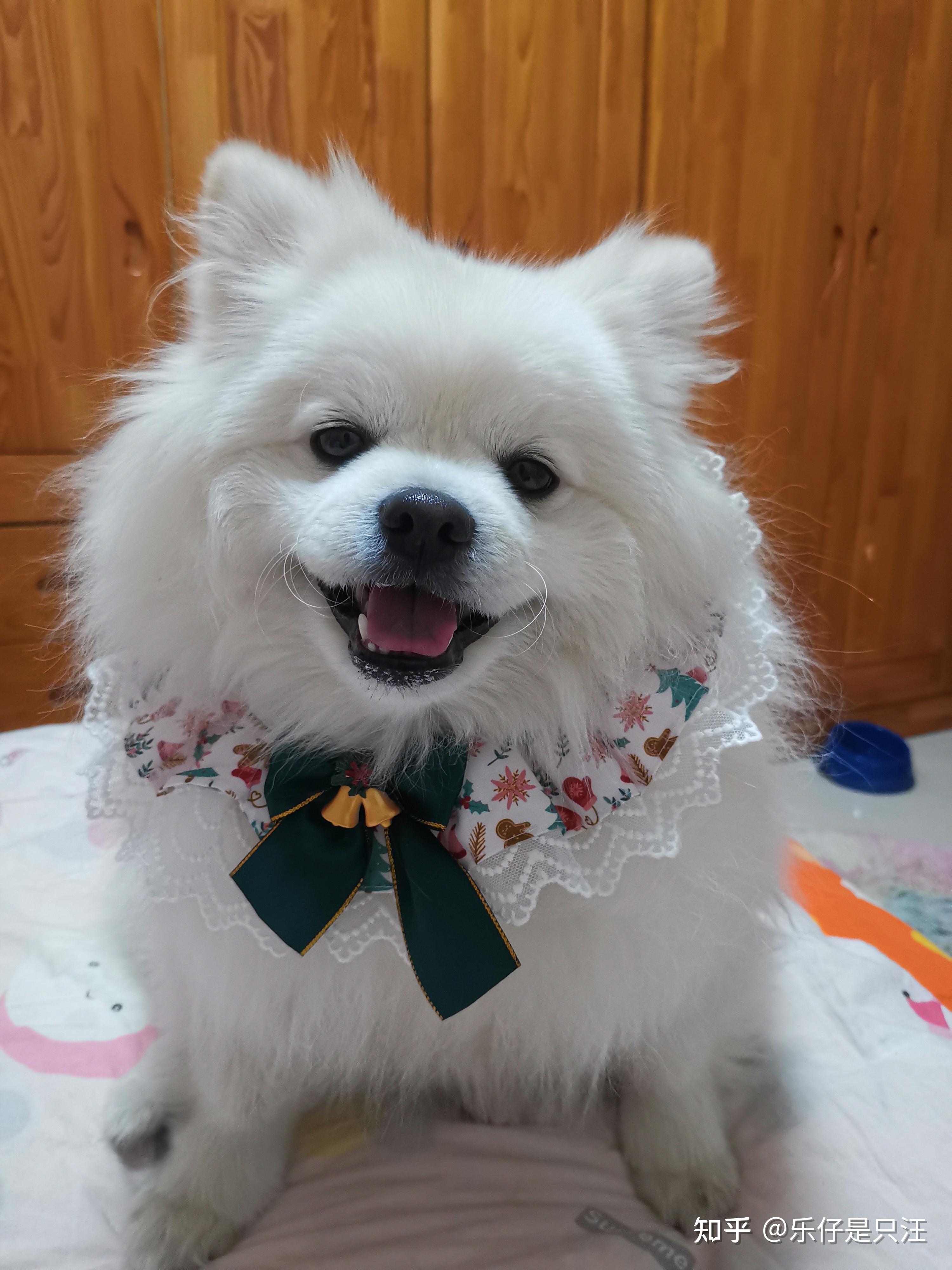 狗狗的大东西卡在身体里了怎么办啊狗狗大东西卡在身体里怎么办-第3张图片