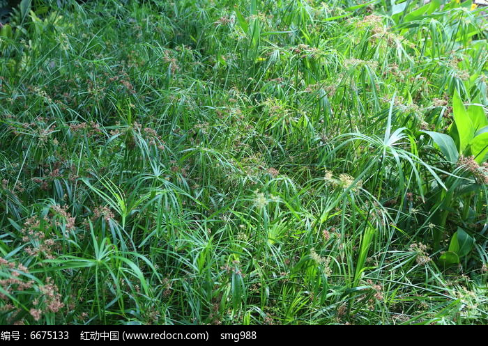 青草资源站青草资源站，守护绿色生态的绿色使者