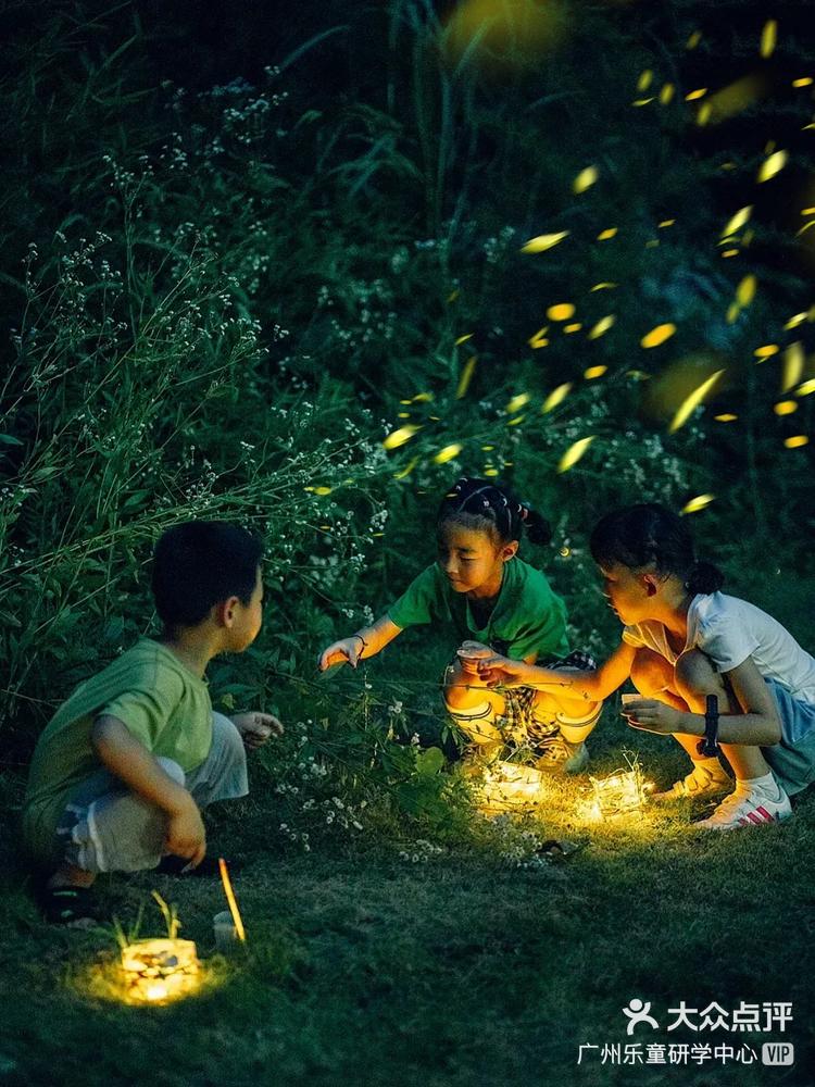 广州萤火虫，城市的夜之精灵-第1张图片