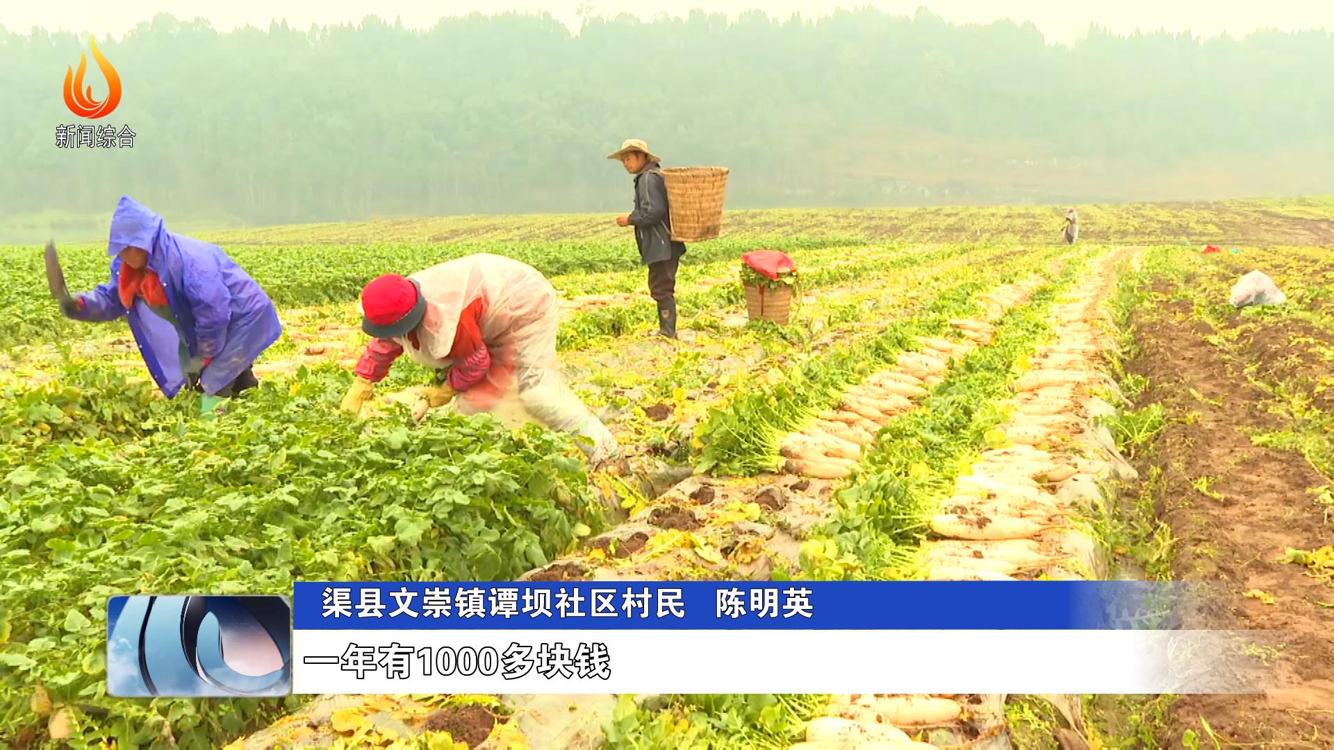 四川达州做什么赚钱四川达州做什么赚钱-第1张图片