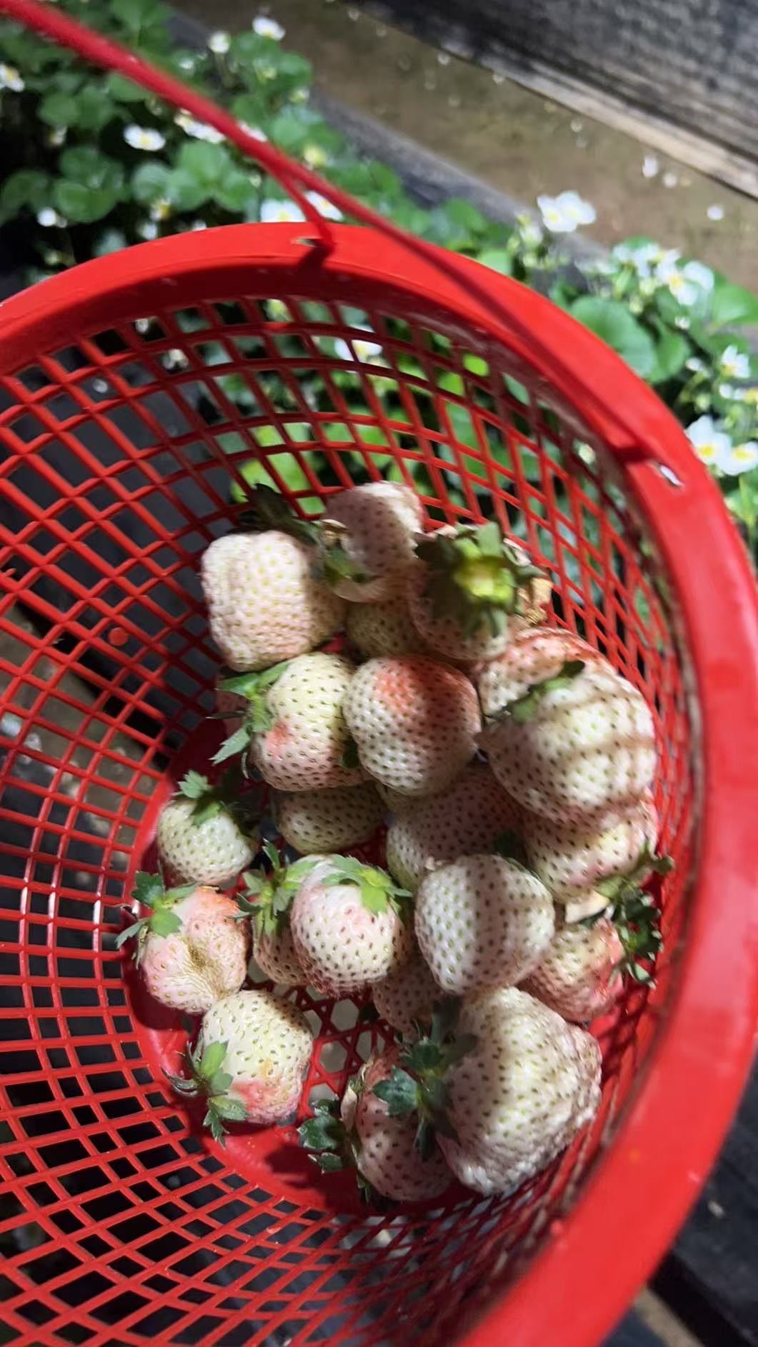 草莓樱桃水蜜桃-第3张图片