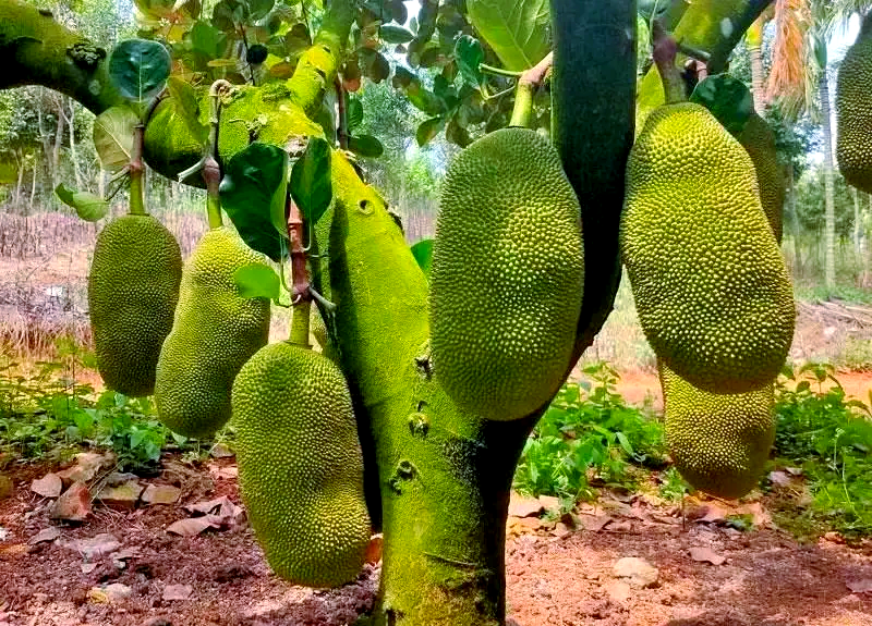 菠萝菠萝蜜免费观看在线播放-第1张图片