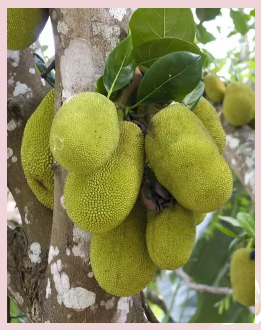 菠萝蜜视频首探索gd2.xyz菠萝蜜视频，神秘诱惑与健康之谜-第3张图片