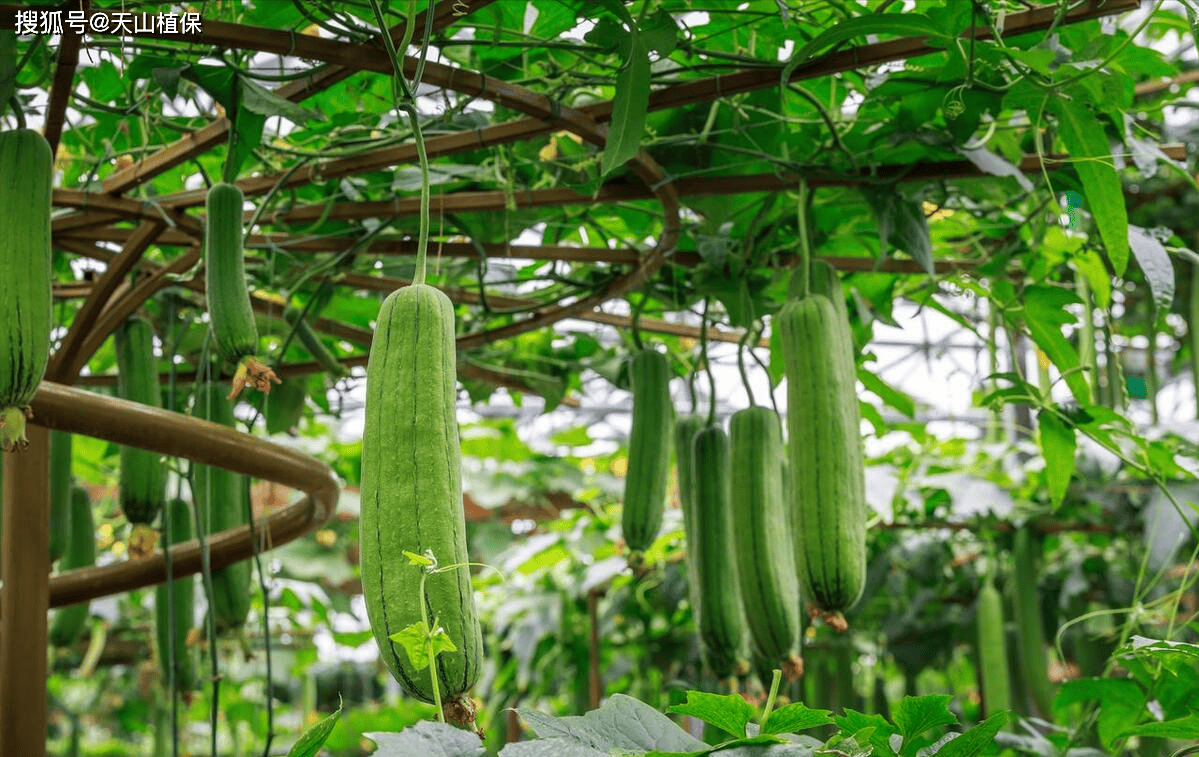 草莓视频丝瓜视频下载-丝瓜视18岁游戏ios草莓视频丝瓜视频下载，探索丝瓜视频的青春活力