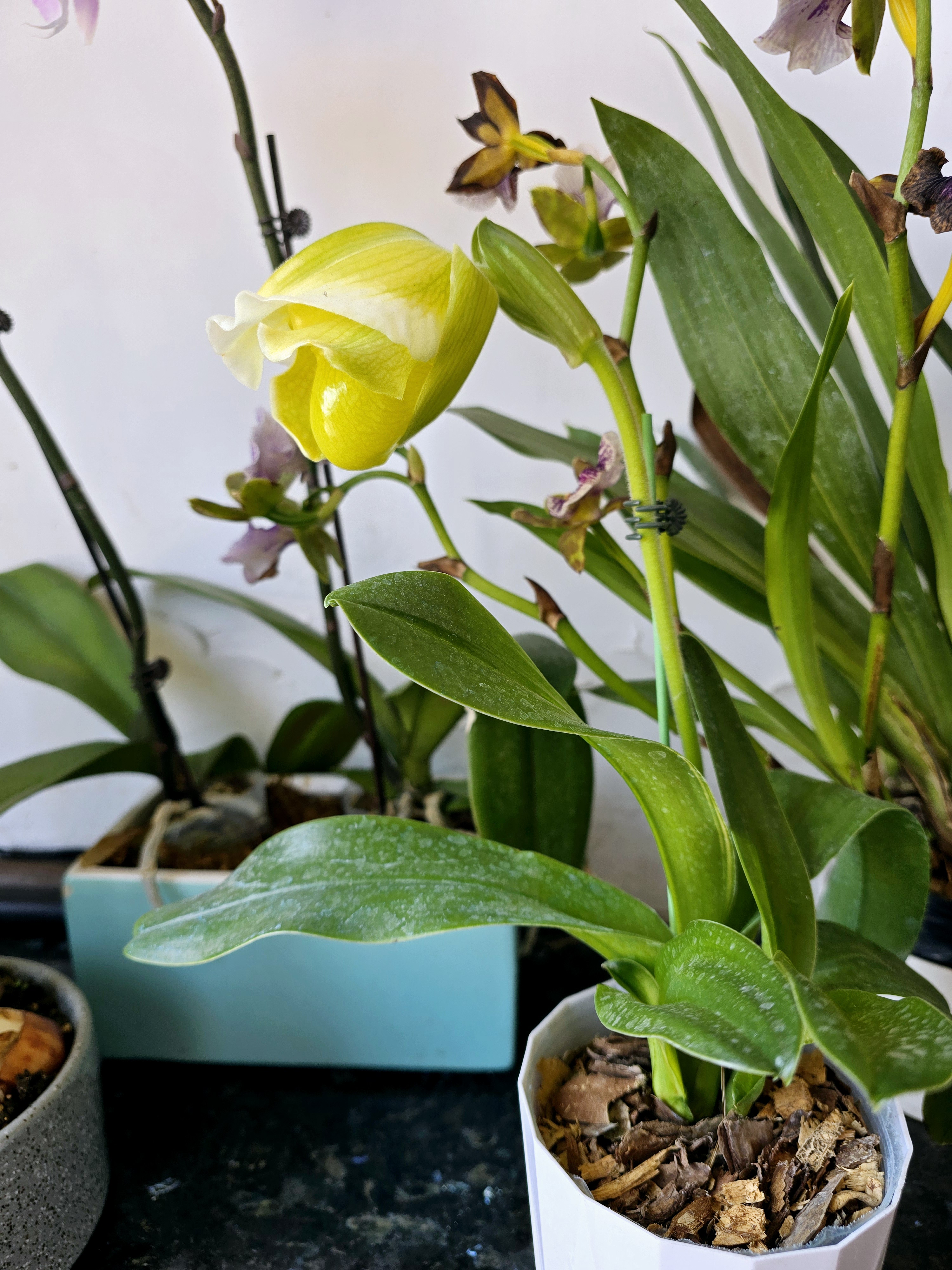 班花的兔子好软水好多好好吃班花家的兔子好软好水好多好美味-第1张图片