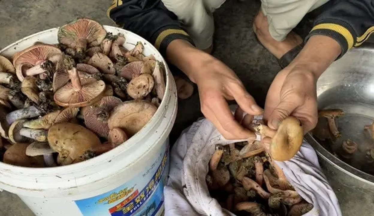 黄色肉肉视频黄色肉肉视频泛滥，诱惑与风险-第2张图片