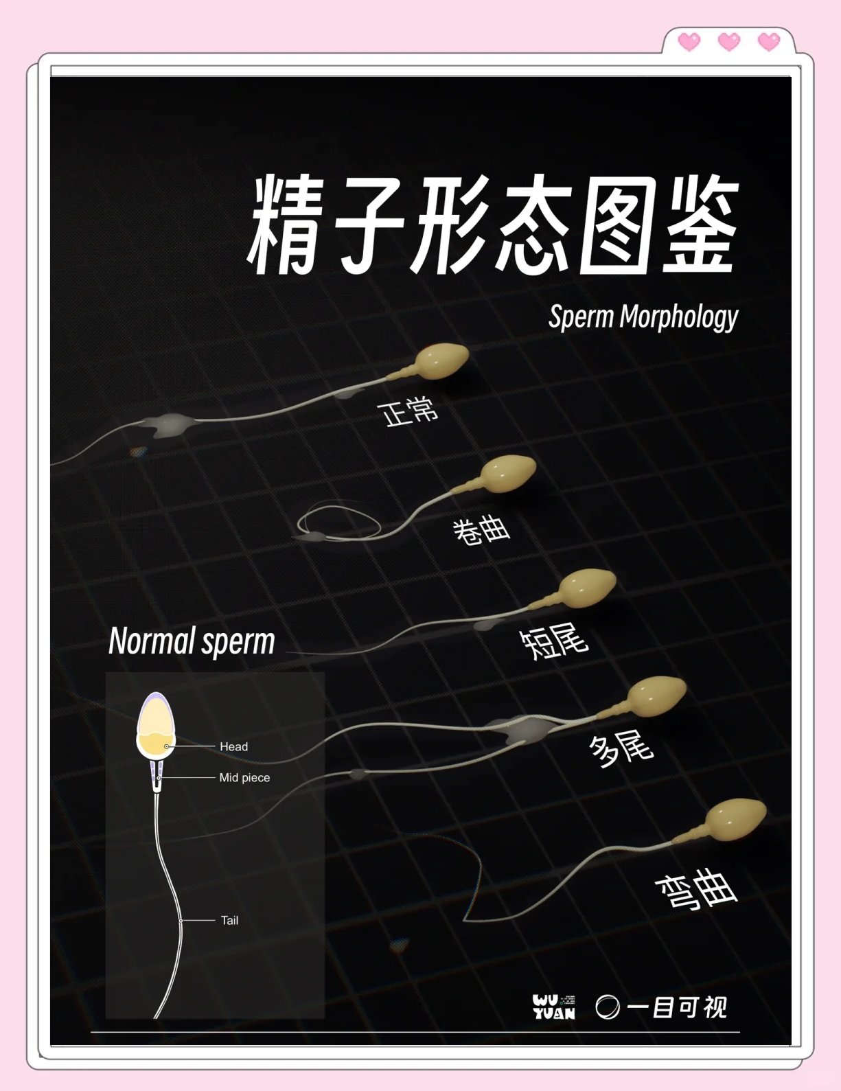 蝌蚪窝，一个释放蝌蚪的神奇网-第2张图片