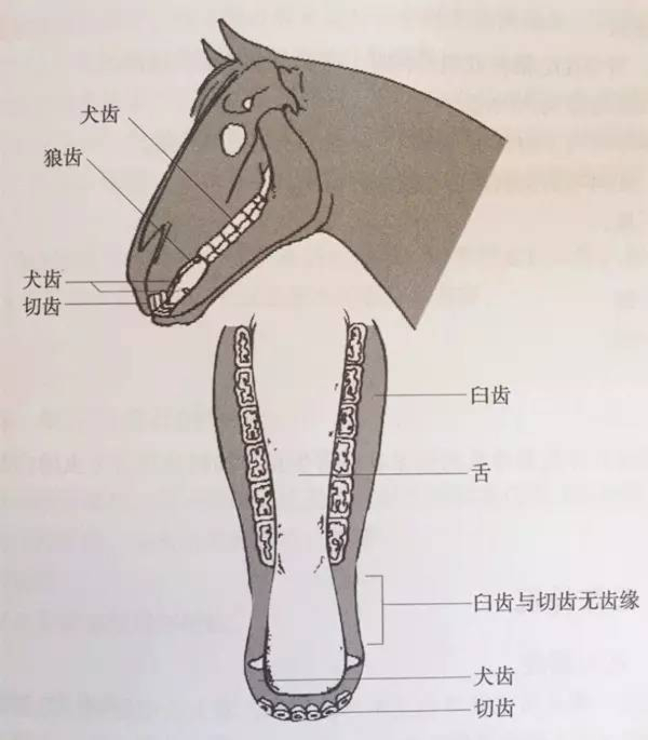 买马网站2024澳门买马网，引领马匹交易新风尚-第2张图片