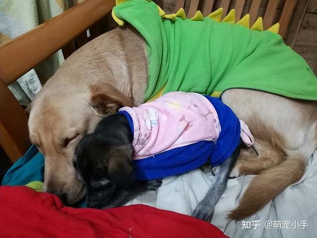 狗茎进入美女子宫视频狗茎进入的探索之旅