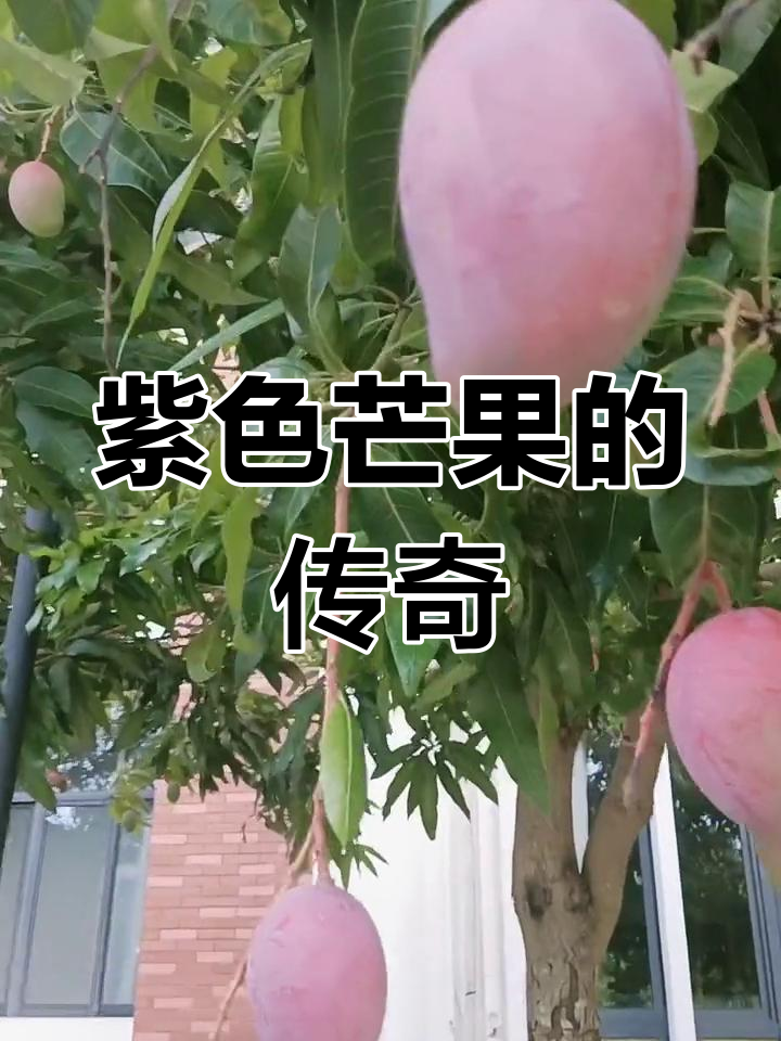亚洲1区、3区与4区产品乱码芒果现象分析-第1张图片