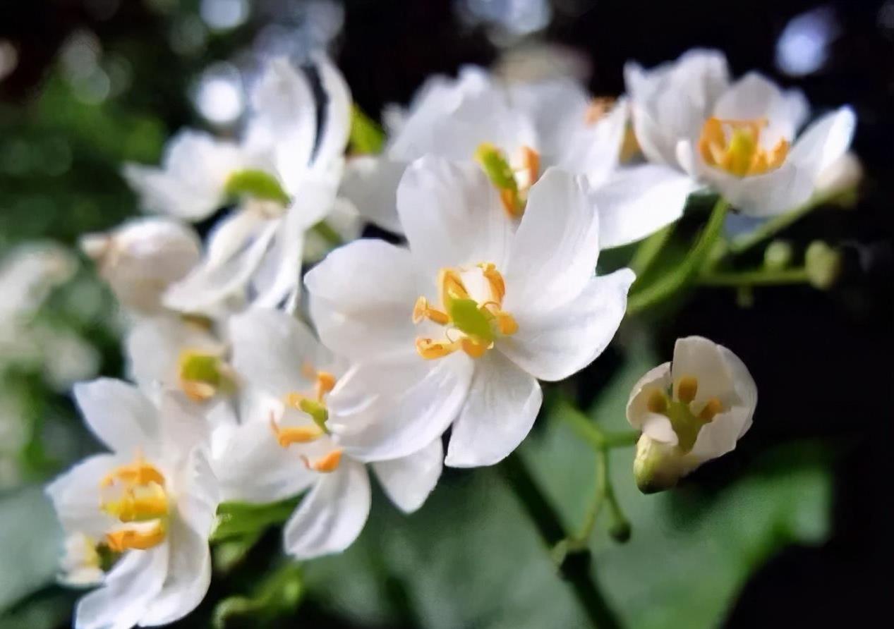 水晶花图片水晶花，神秘而美丽的花卉-第2张图片
