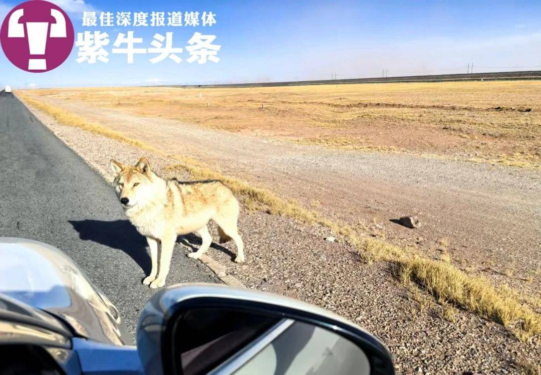 狼干综合蛋蛋网狼干综合，生态平衡的挑战与应对-第2张图片