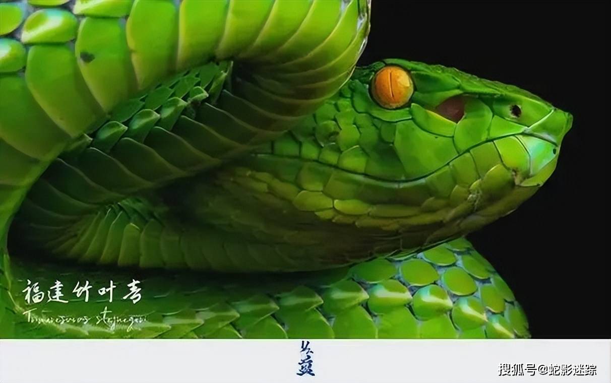 欲蛇哪里能看到欲蛇下载，解锁数字时代的神秘力量
