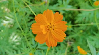 野花视频在线观看最新6野花视频在线观看最新-第2张图片