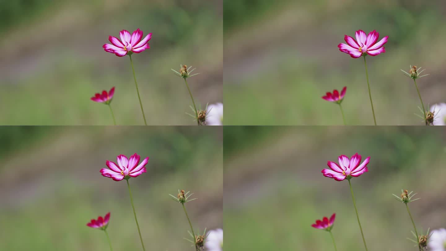 野花视频在线观看最新6野花视频在线观看最新-第1张图片