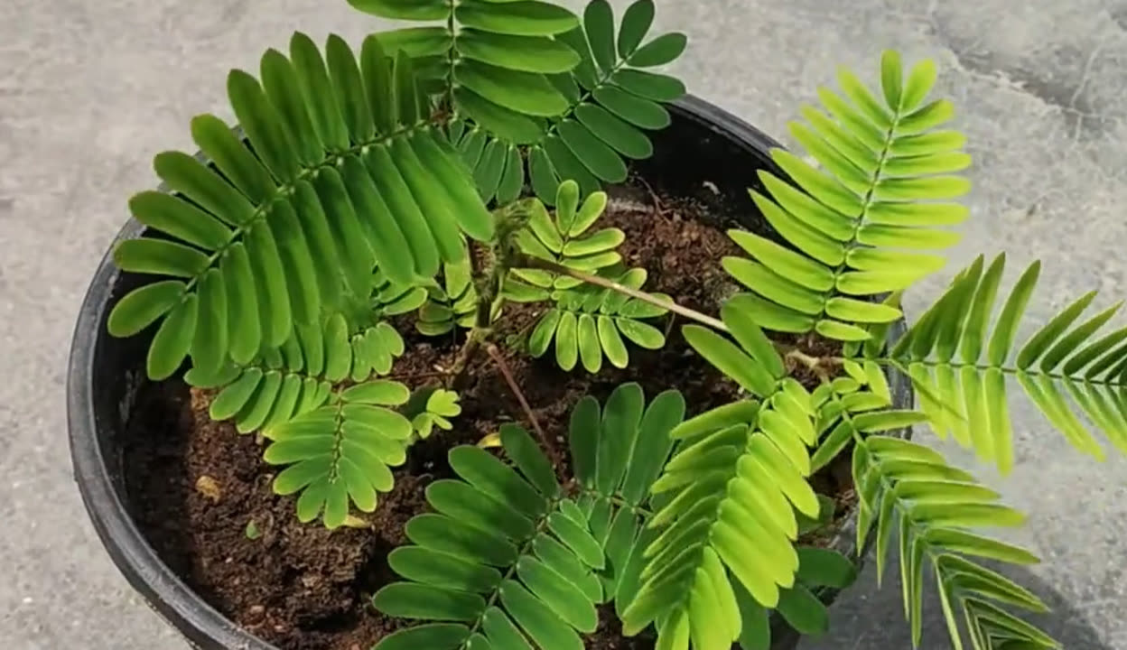 含羞草影视剧曲含羞草影视，影视中的神秘植物