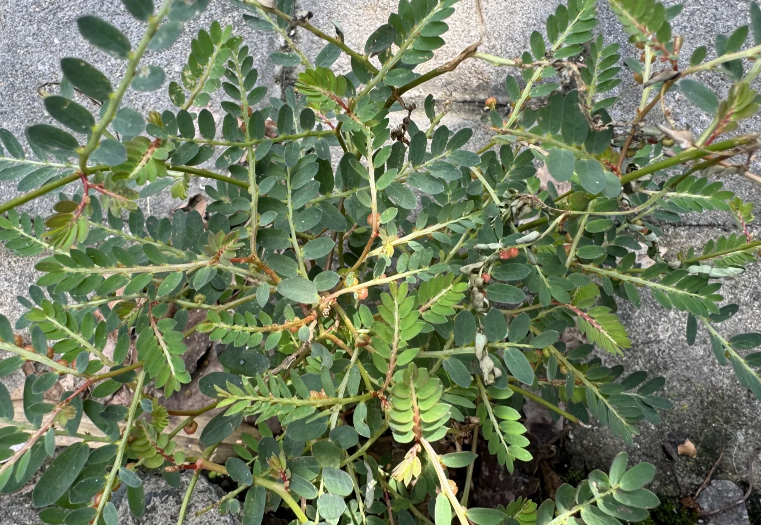 含羞草影视剧曲含羞草影视，影视中的神秘植物-第2张图片