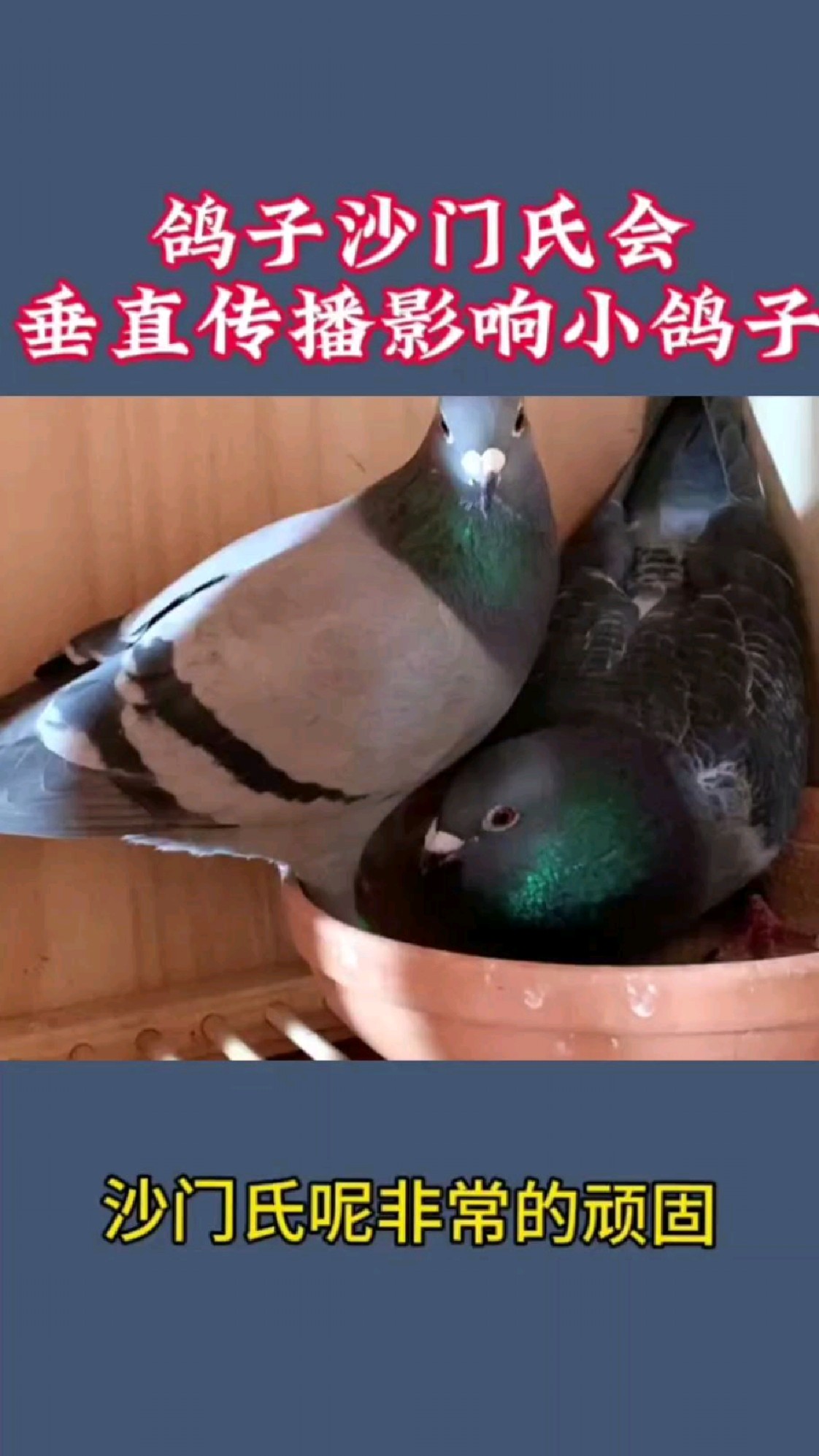 为什么鸽子走起路来总在点头为什么鸽子走起路来总在点头？-第1张图片