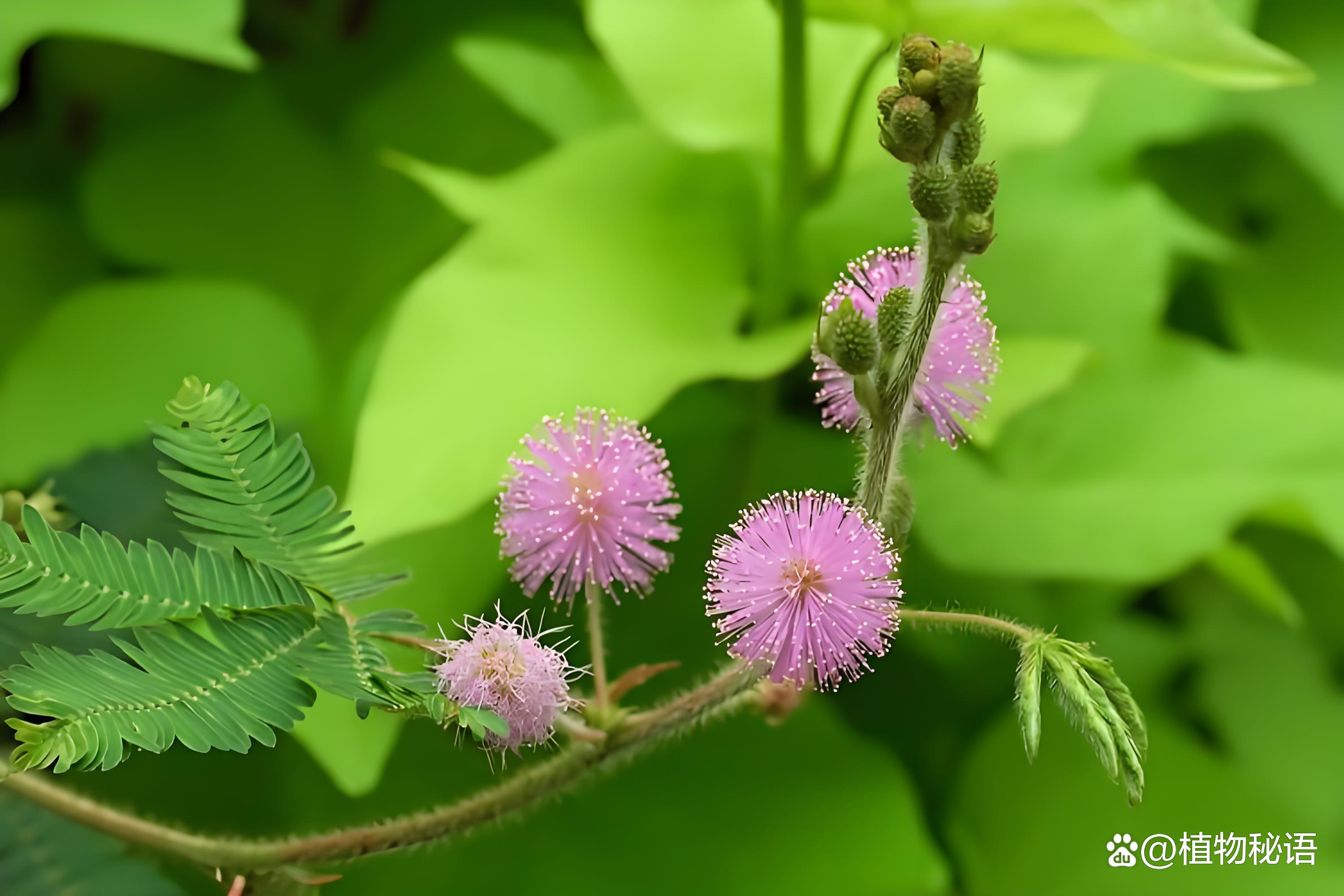 含羞草传媒(每天免费一次)在线观看含羞草传媒——每日免费在线观看指南-第2张图片