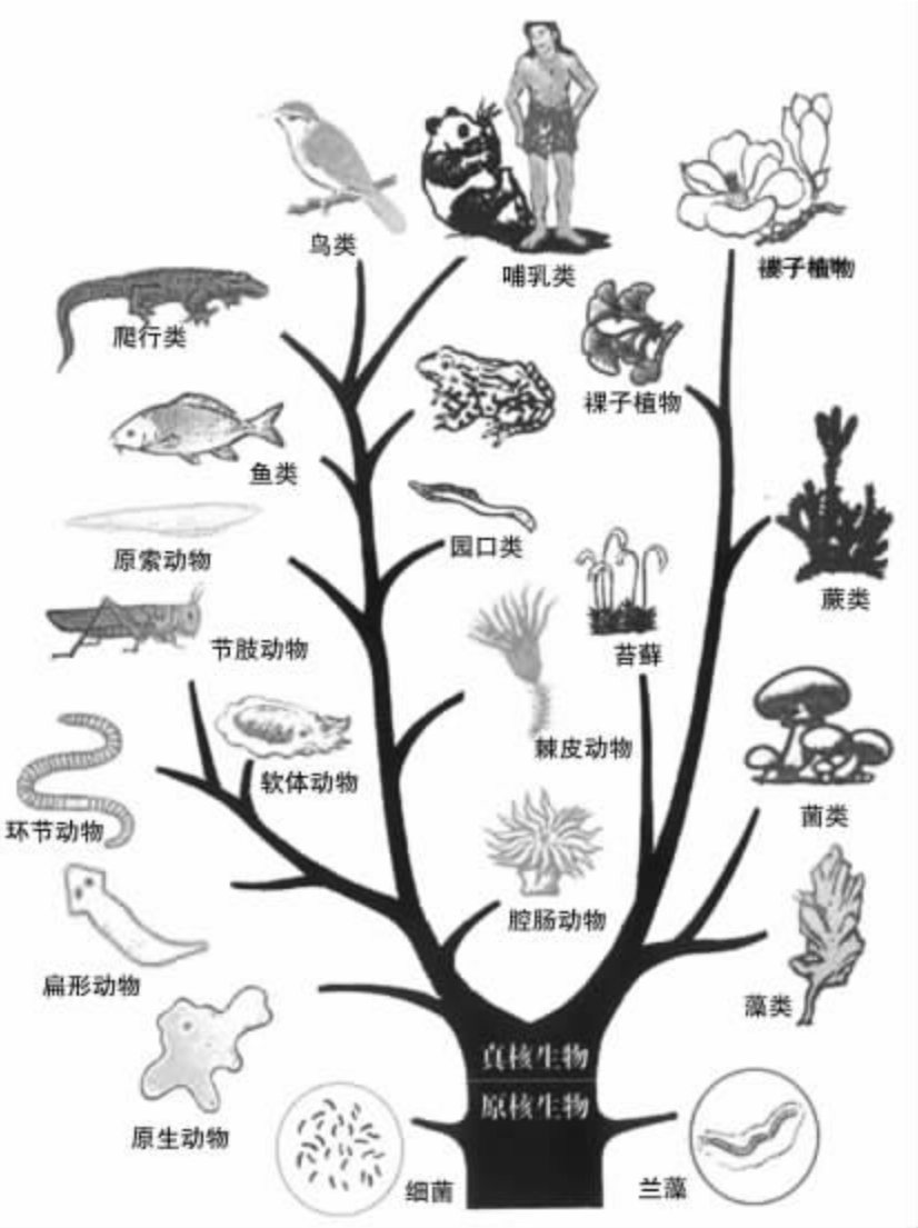 进化evolve网页进化与演进的探索