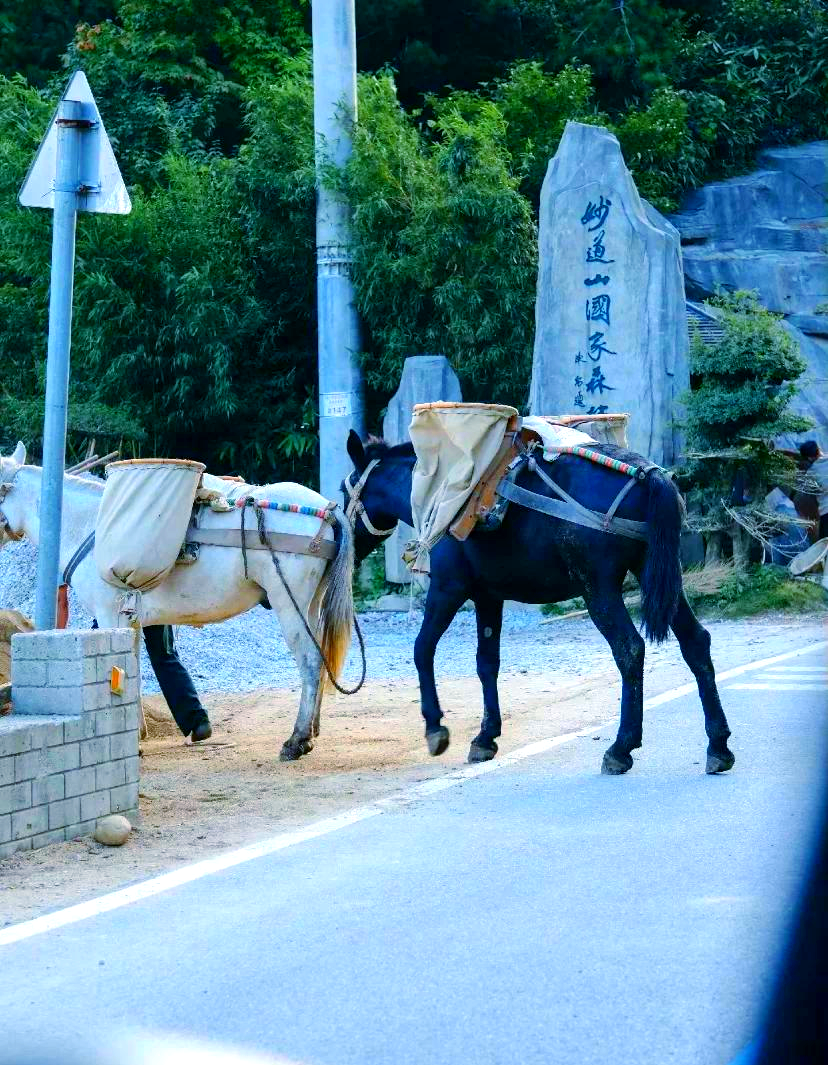 蝴蝶梦仙阁，梦幻之旅的仙境-第1张图片