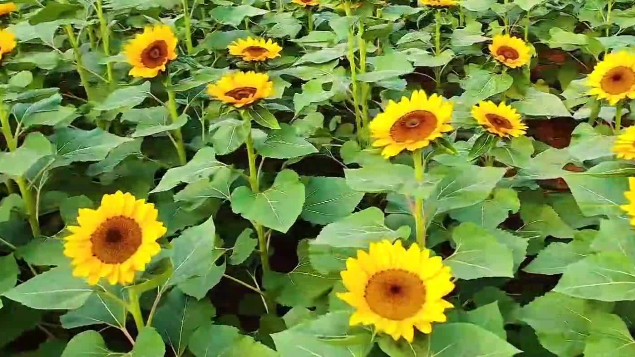 向日葵视频下载API免费大全-第1张图片
