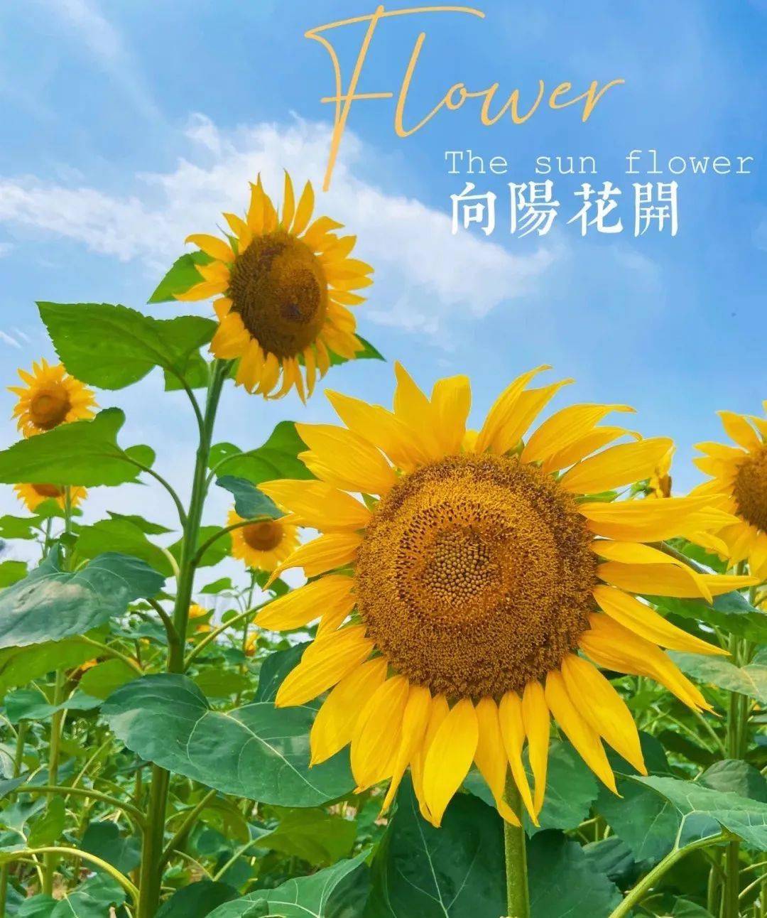 向日葵APP下载网址及API免费站长统计-第1张图片