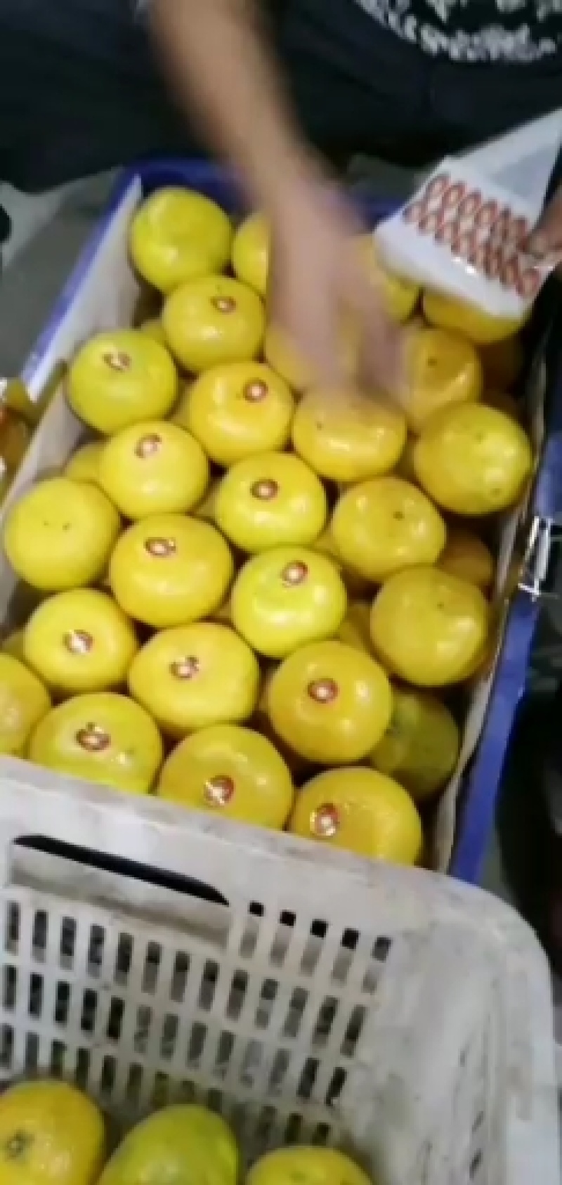 蜜橘APP诈骗事件详情蜜橘APP，便捷生活的全新体验-第2张图片