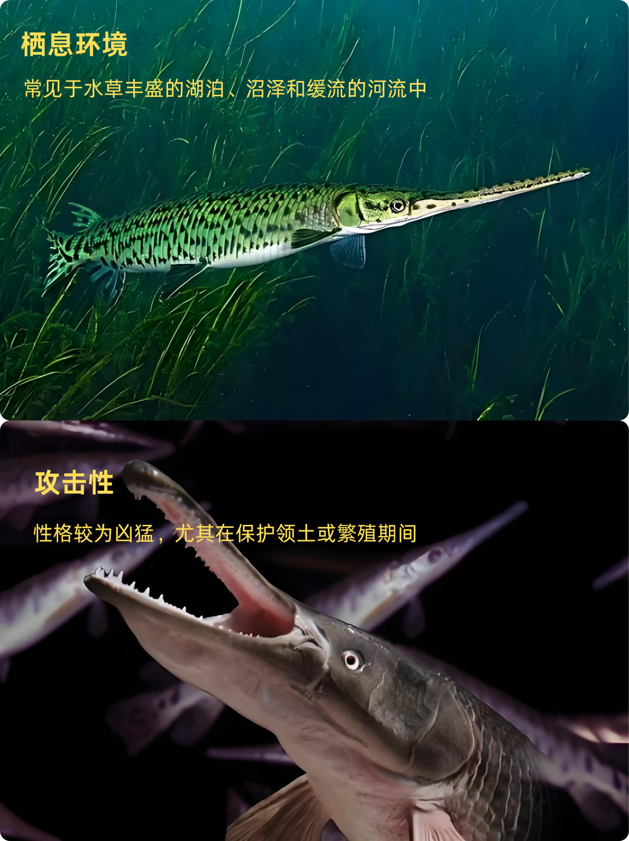鳄鱼上单怕什么英雄鳄鱼上单，独特的战斗策略与技巧-第1张图片