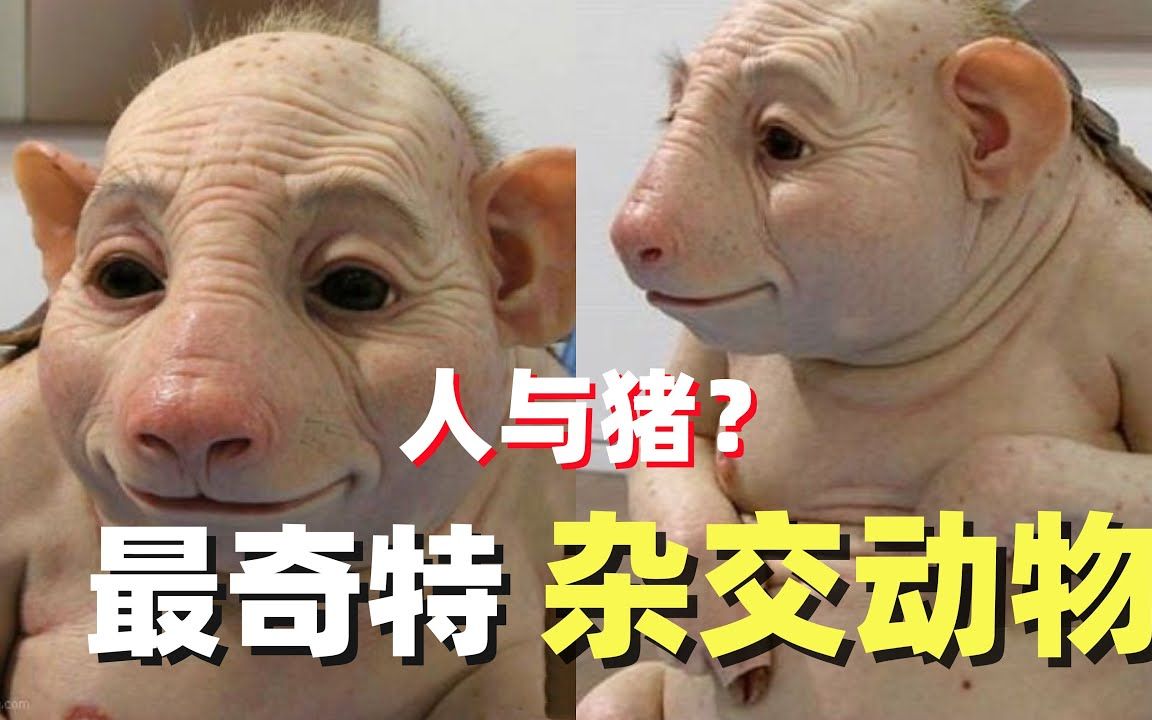 人和什么动物能杂交繁殖配马犬人与马杂交繁殖的奇妙世界-第3张图片
