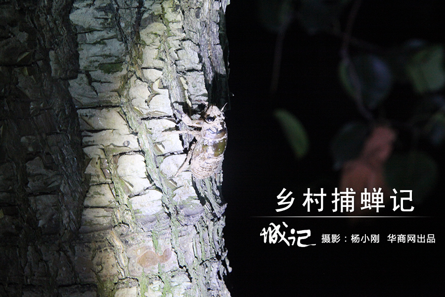 乡村色情故事，诱惑与禁忌的交织-第2张图片