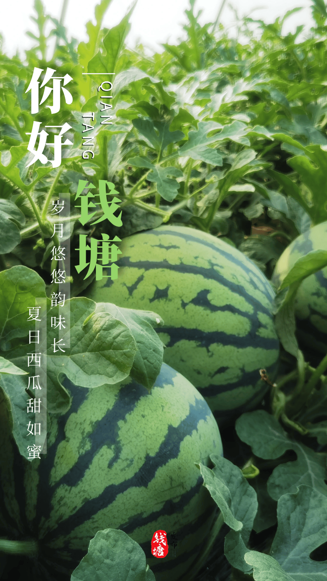 51吃瓜中心，最新最真的瓜坛盛宴-第2张图片