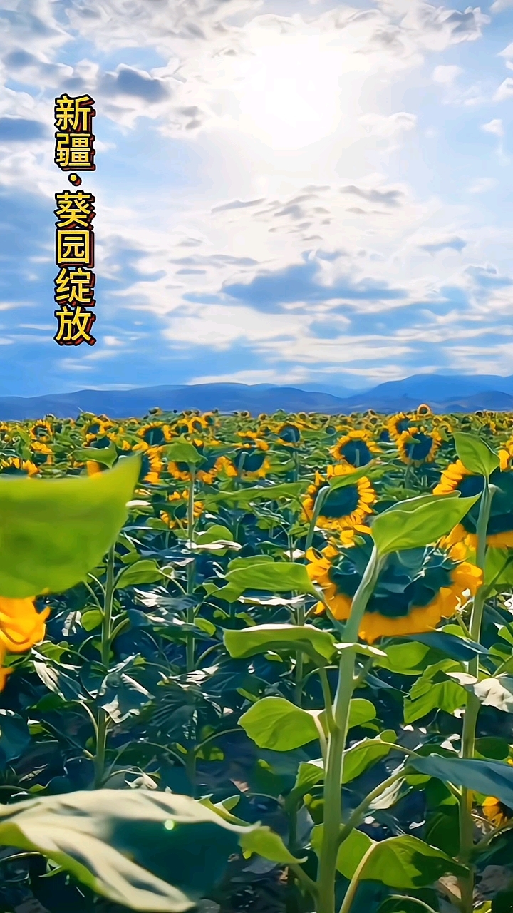 向日葵网页版网站在线进入向日葵网页版网站在线进入
