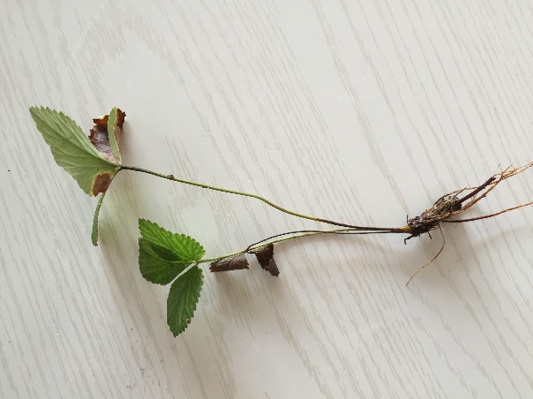 两根茎同时进入爽体验-第2张图片