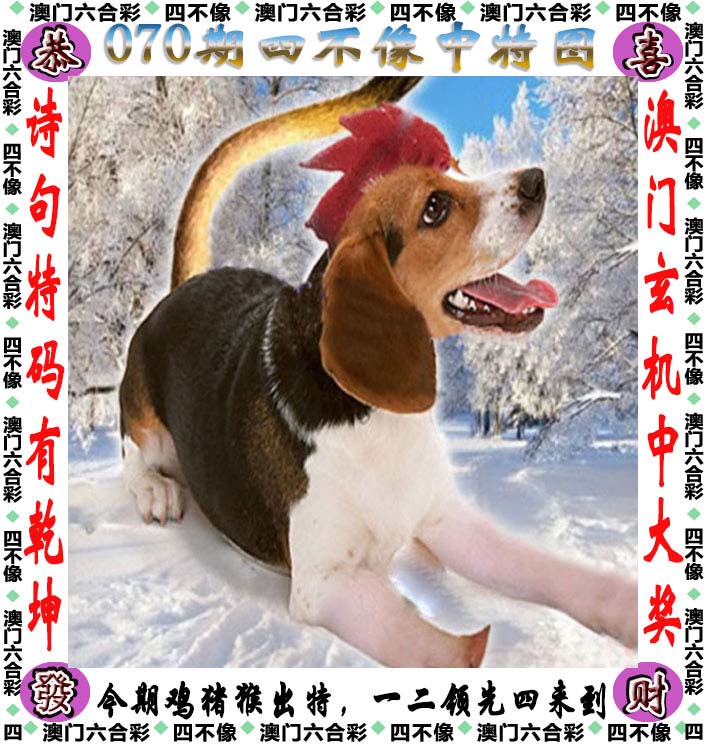 老虎宝典老虎宝典，解锁自然之秘
