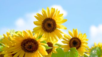向日葵视频下载安装官方免费下载app向日葵视频下载安装官方免费下载指南-第3张图片