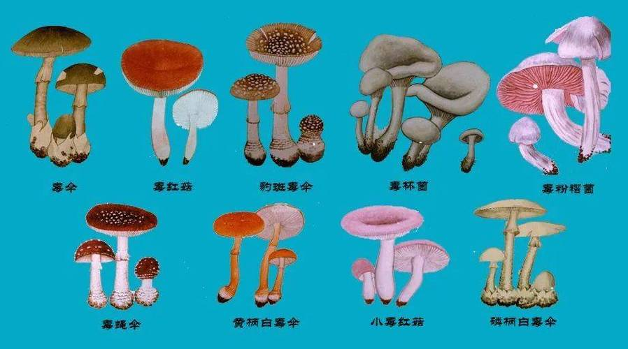精产国品一二三产区蘑菇视频介绍-第2张图片