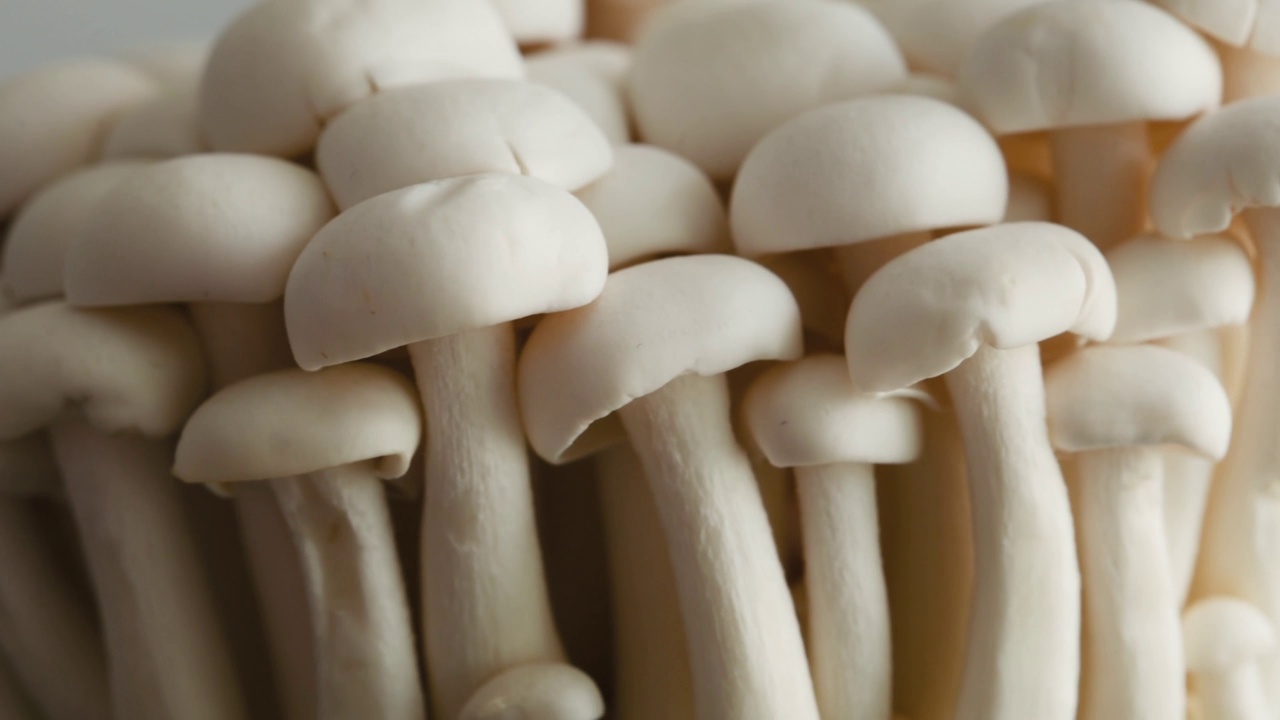 精产国品一二三产区蘑菇视频介绍-第3张图片