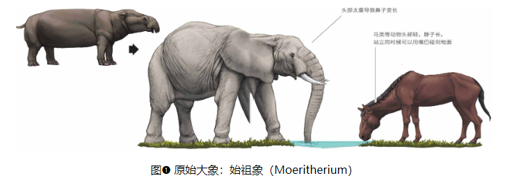 大象成品网站w灬源码1688的特点大象成品网站w灬源码1688