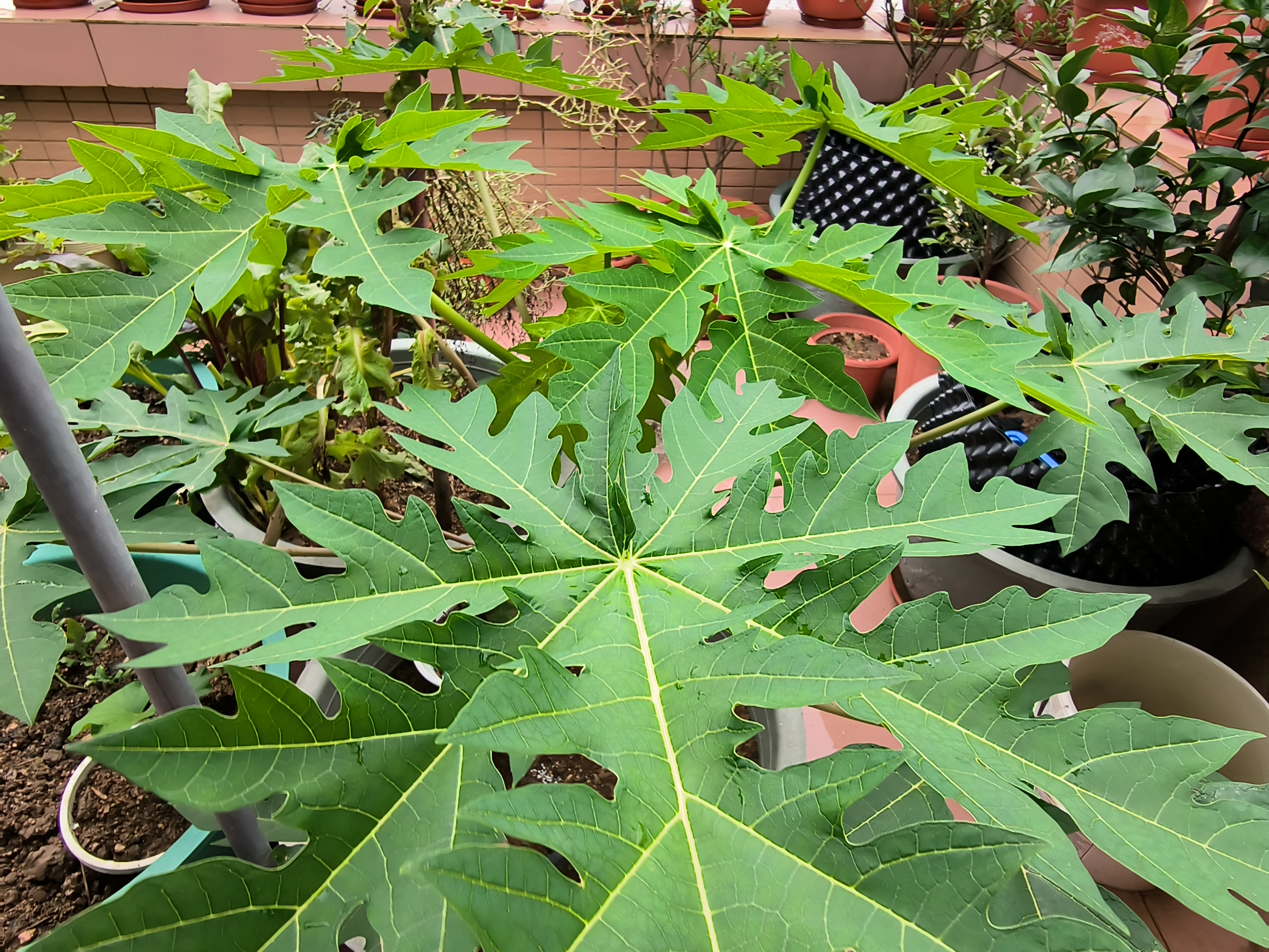丝瓜、秋葵、草莓、绿巨人在线生活-第3张图片