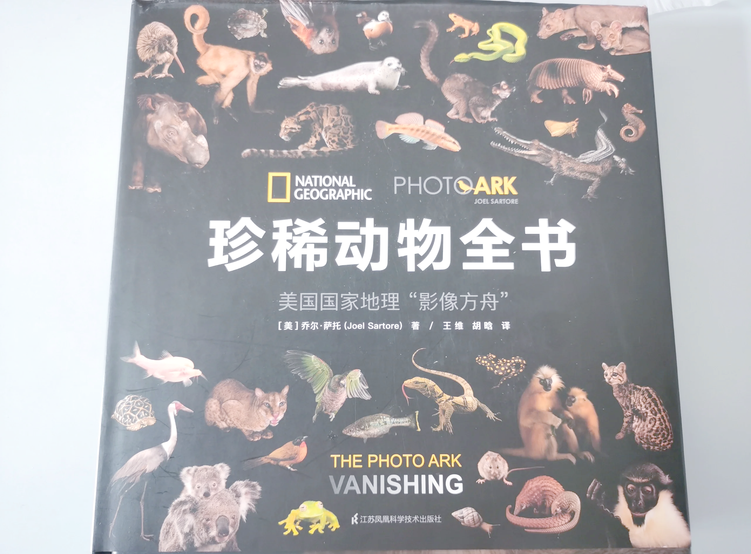 欧洲人物动物交互视觉之旅-第2张图片